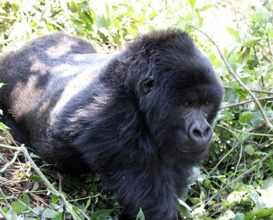 Gorilla Trekking Rwanda - [6 Days]