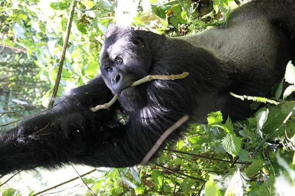 Discover Uganda - [8 Days]